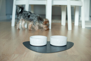 Yorkshire Terrier Puppy Exploring the Kitchen and Enjoying Its Meal. Perfect for use in pet care, lifestyle, or food-related projects. High-quality image for creative use.