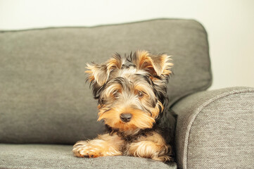 A Yorkie’s Cozy Life. Discover the charming life of this adorable Yorkshire Terrier as it lounges in a warm, sunlit apartment, patiently watching the world go by.