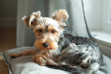 A Yorkie’s Cozy Life: Waiting by the Window for Its Best Friend. The ideal pet for those who treasure cozy, heartwarming moments at home.