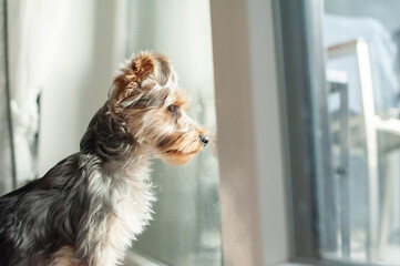 A Yorkie’s Cozy Life: Waiting by the Window for Its Best Friend. The ideal pet for those who treasure cozy, heartwarming moments at home.