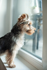 A Yorkie’s Cozy Life: Waiting by the Window for Its Best Friend. The ideal pet for those who treasure cozy, heartwarming moments at home.