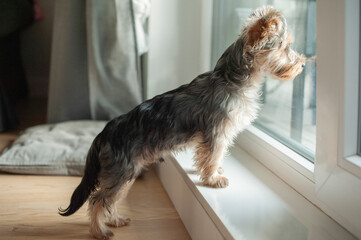 A Yorkie’s Cozy Life: Waiting by the Window for Its Best Friend. The ideal pet for those who treasure cozy, heartwarming moments at home.