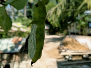 green leaves of a tree in the garden