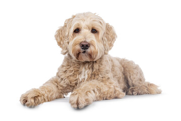 Senior Labradoodle dog, laying down side ways. Looking towards camera with gentle brwon eyes. Isolated on a white background.