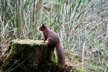A Red Squirrel sitting on a log surrounded by long grass in Yorkshire, England, UK.