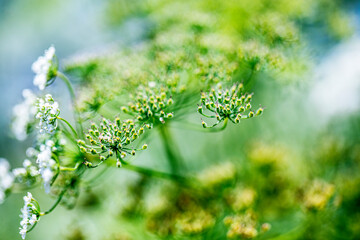 Abstract close-up of a colorful plant with soft focus and shallow depth of field, creating a vibrant and artistic composition.