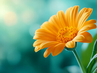 Fototapeta premium Bright Yellow Flower Against Soft Blurred Green Background in Natural Light