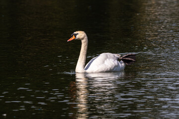 Fototapeta premium Mute swan, Cygnus olor swimming on a lake in Munich, Germany