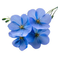 blue flowers isolated on white