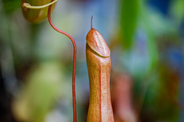 Abstract close-up of a colorful plant with soft focus and shallow depth of field, creating a vibrant and artistic composition.