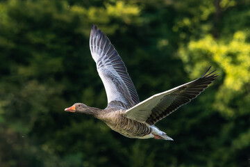 The flying greylag goose, Anser anser is a species of large goose