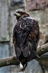 White-tailed eagle on the branch. Latin name - Haliaeetus albicilla	