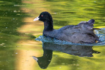 The Eurasian coot, Fulica atra swimming on the Kleinhesseloher Lake at Munich, Germany