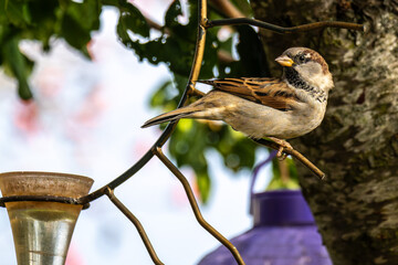 House sparrow bird, Passer domesticus perched on bird feeder containing birdseed.