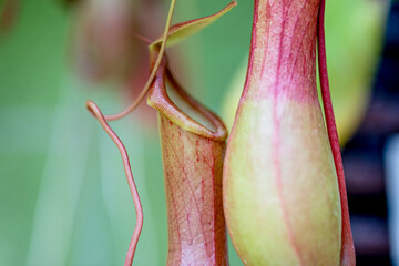 Abstract close-up of a colorful plant with soft focus and shallow depth of field, creating a vibrant and artistic composition.