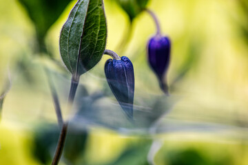 Abstract close-up of a colorful plant with soft focus and shallow depth of field, creating a...