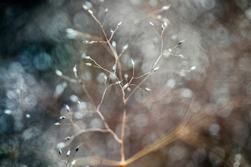 Abstract close-up of a colorful plant with soft focus and shallow depth of field, creating a...