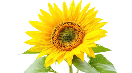 Obraz premium A vibrant sunflower showcases its bright yellow petals and intricate seed center, symbolizing warmth and positivity.