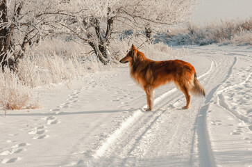 dog running in snow