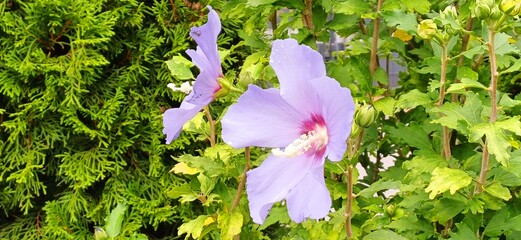 hibiskusblüte © Hubert
