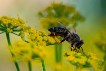Cape honey bee (Apis mellifera capensis) gatrhering nectar from fennel flowers.