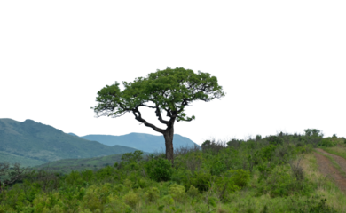 Acacia tree isolated on white transparent sky, Vachellia tortilis in African savannah
