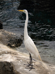 Great White Egret (Ardea alba) standing on rocks near water