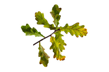 Natural oak branch on white background