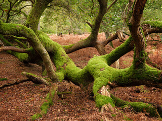 Obraz premium New Forest National Park - (Wild horses, Trees, Forest)