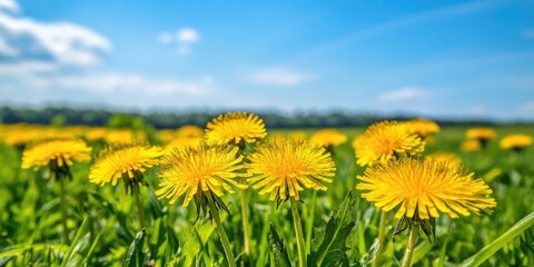 Fototapeta premium Close up of vibrant yellow dandelions Lion s tooth blooming amidst a vast field, showcasing the vivid yellow dandelions complemented by lush green grass and a clear blue sky in the backdrop.