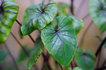Beautiful green tree Colocasia pharaoh mask in the garden ,colocasia esculenta,tropical plant.	