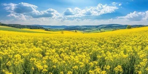 Obraz premium Vibrant mustard flowers blooming in an expansive field create a stunning visual that you will truly appreciate. These beautiful mustard flowers brighten any landscape with their charm.