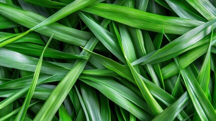 Fototapeta premium Lush Green Blades of Grass - Close-Up Texture