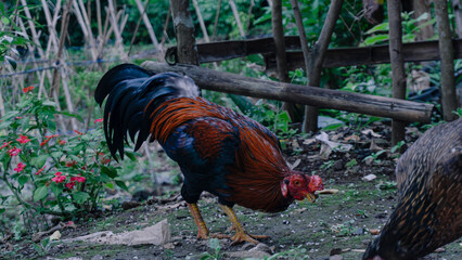 Rooster looking for food in the backyard, pagar alam - Indonesia