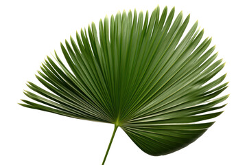 Obraz premium A single large palm leaf displaying a stunning fan shape, emphasizing the veins and contours, ideal for backgrounds or botanical illustrations