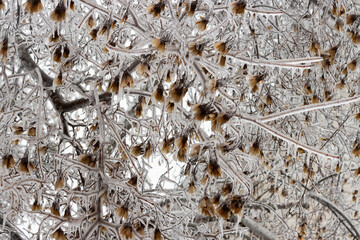 Ice Seeds
