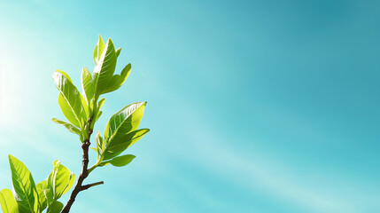Obraz premium New oak leaves unfurling against a clear blue sky, symbolizing the freshness and renewal of spring