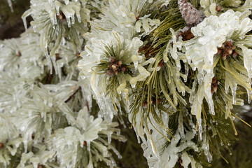 Icy Pine