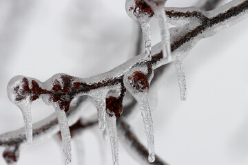 Patterned; ice covering buds create a fractured pattern
