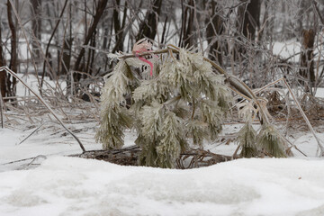 The Seedling; an ice-encased tree bowed under the weight