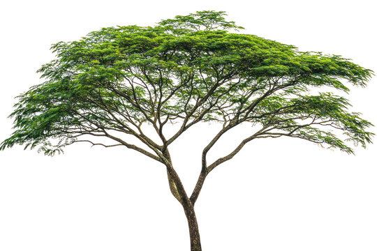 A lush rain tree with a broad, spreading canopy showcasing vibrant green leaves, standing tall against a pristine white background. The thick trunk exhibits textured bark