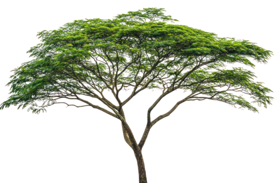 A lush rain tree with a broad, spreading canopy showcasing vibrant green leaves, standing tall against a pristine white background. The thick trunk exhibits textured bark