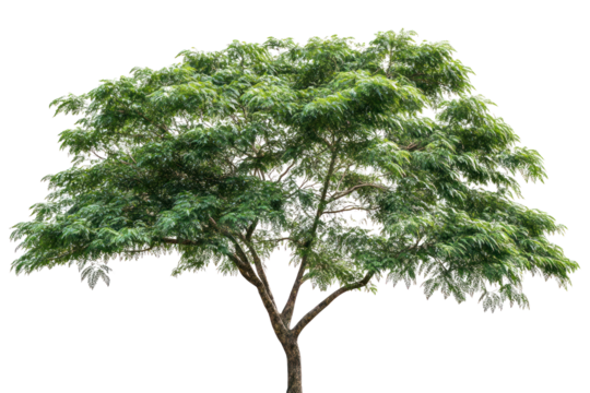 A lush rain tree with a broad, spreading canopy showcasing vibrant green leaves, standing tall against a pristine white background. The thick trunk exhibits textured bark