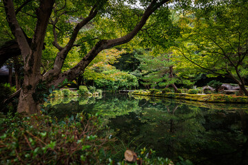 A Serene Reflection in a Lush Green Garden Filled with Vibrant Flora and Calm Waters