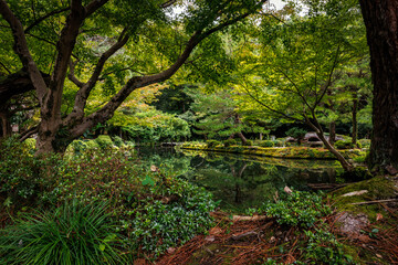 A Serene and Beautiful Nature Scene Featuring Lush Greenery and Tranquil Water Surfaces