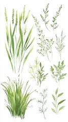 Fototapeta premium background featuring a hand-drawn watercolor illustration depicting the growth stages of rice plants. This vector graphic highlights the maturity phase of rice in its lifecycle, emphasizing the use of