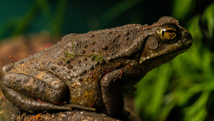 Terrestrial frog in its natural habitat with rough texture and vivid details
