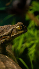 Obraz premium Profile of a tropical toad with golden eye details and a natural green background