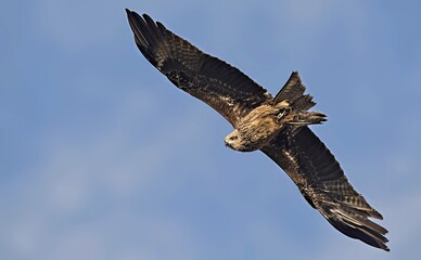 Milvus migrans (Black Kite), Crete
