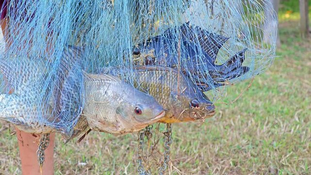 Fishing Net Full Of Freshly Fishes.
